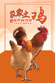 农家土鸡