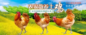 农家土鸡