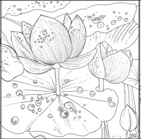 白描荷花 