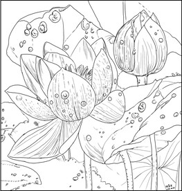 白描荷花 