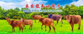 小黄牛