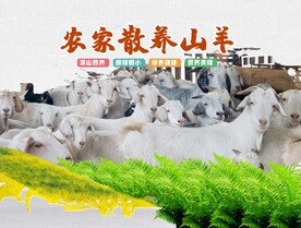 山羊