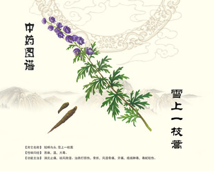雪上一枝蒿