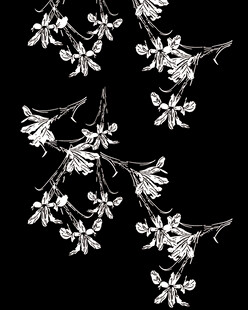 黑白花
