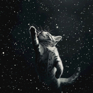 抓星星的猫