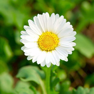 白色小菊花非洲菊