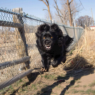 大型黑毛犬