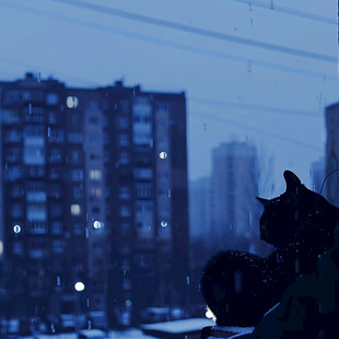 楼顶的霸气黑猫