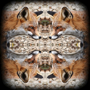 高清手绘抽象狐狸头