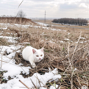 猫咪雪地