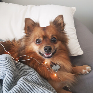 宠物海报头像广告