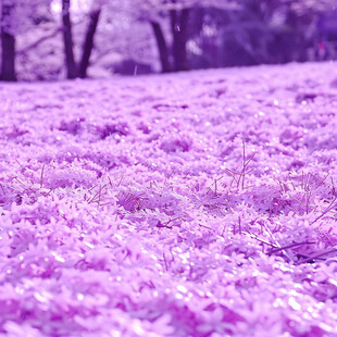 紫色芝樱花海背景