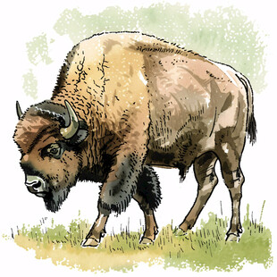 野牦牛插画