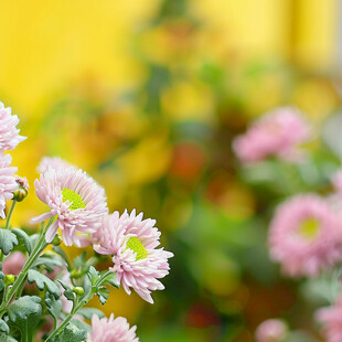 秋菊背景实拍