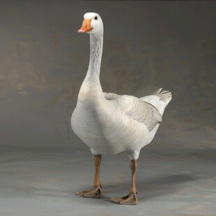 白鹅模型
