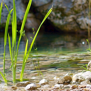 山涧溪水小草