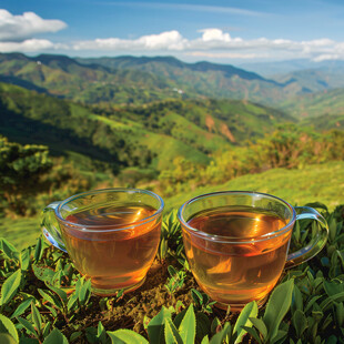 阳光照在两杯茶上