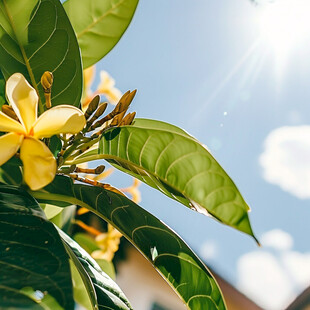 阳光与桂花