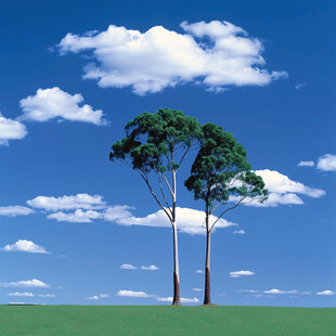 蓝天白云绿茵茵大树