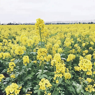 含浦街道油菜花