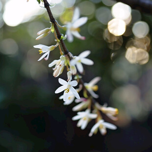 阳光与桂花