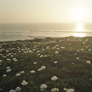 海边野花遍地