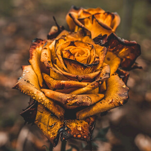 枯萎月季花