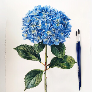 水彩花卉 静谧之美