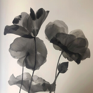 水墨荷花 清雅脱俗