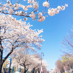 春日樱花烂漫