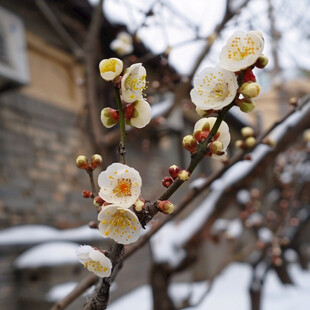 傲雪绽放