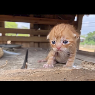 小奶猫的萌萌哒眼神