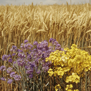 金黄麦田里的色彩盛宴
