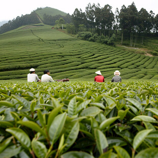 茶园风光 静谧美好