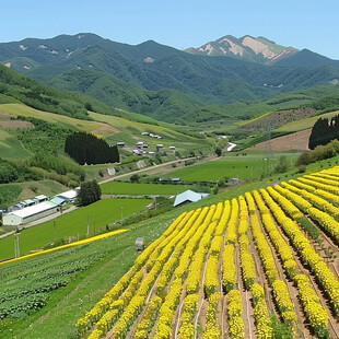 山间梯田 金黄花海