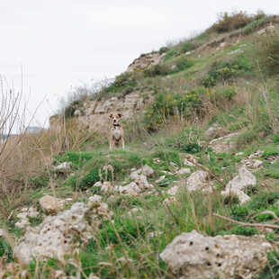山顶眺望 狗狗远眺
