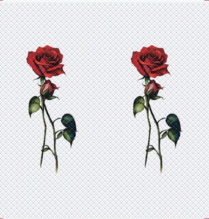 手绘花 玫瑰花