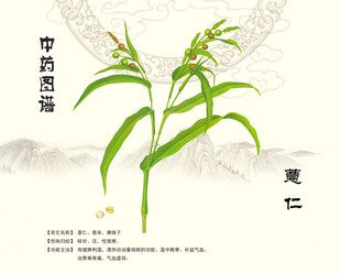 薏苡薏仁薏米
