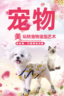 宠物