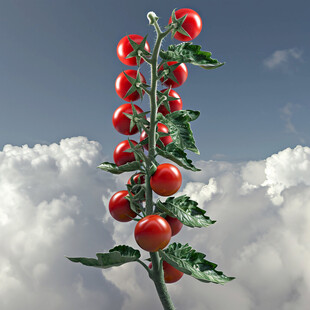 子弹头圣女果详情