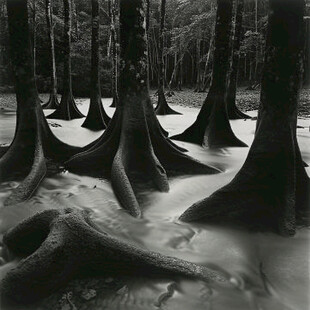 落羽杉的呼吸根