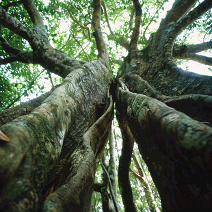仰望大树古树保护