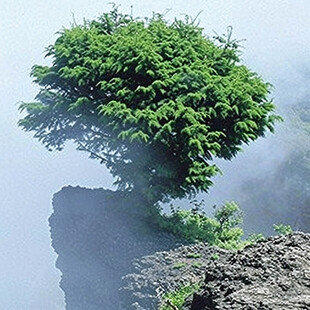 绝壁逢生的小树