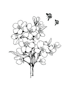 梅花线稿