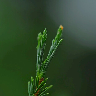 春芽破土 生机盎然