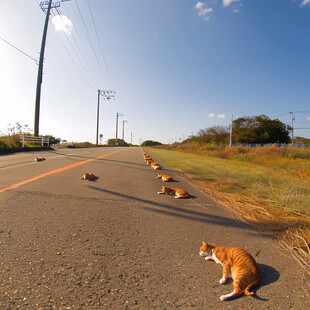 猫咪排队过马路