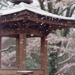 雪落樱花亭