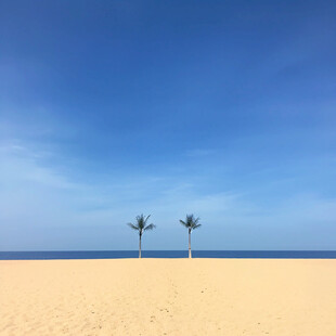 海滩椰树 静谧天堂