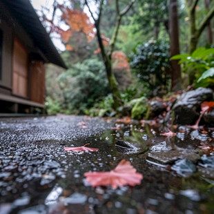 秋雨落庭 静谧幽深