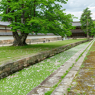 古寺幽静 落花流水